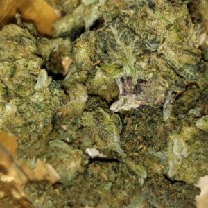 Cookie Glue Cannabis Strain UK
