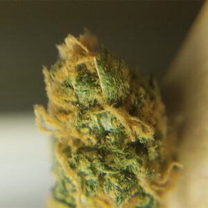 Aloha Cannabis Strain UK